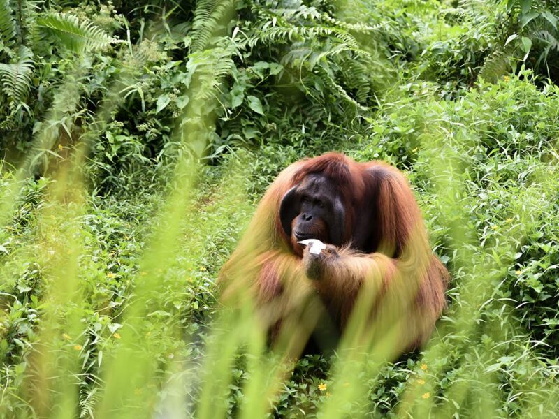 Male Orangutan in borneo sabah
