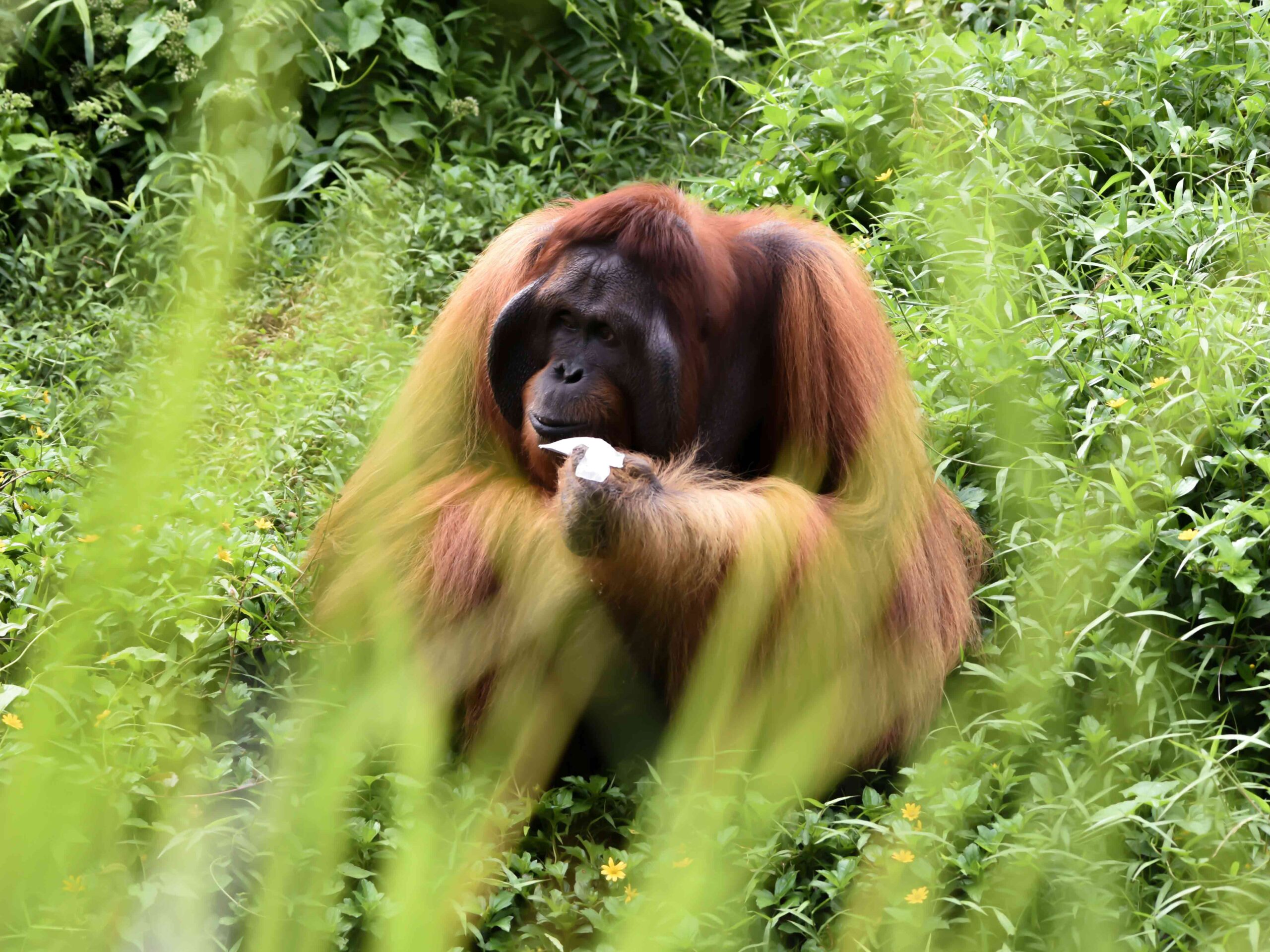 Male Orangutan in borneo sabah