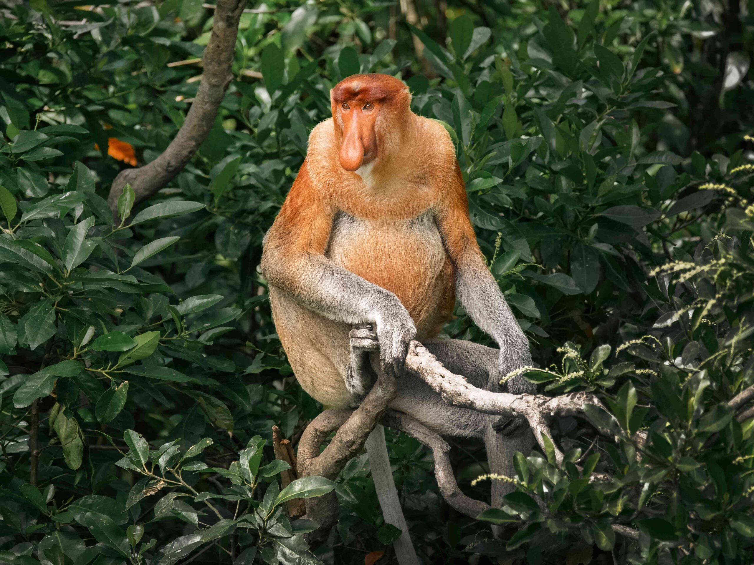 proboscis monkeys sabah malaysia