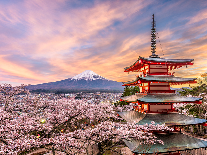 Chureito Pagoda at sunset with cherry blossoms