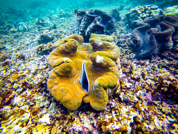 Close up of the giant clams underwater in Samoa