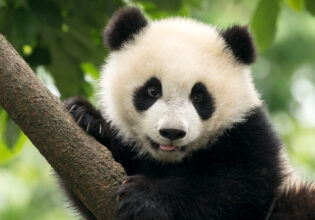 Giant Panda baby cub in Chengdu area, China
