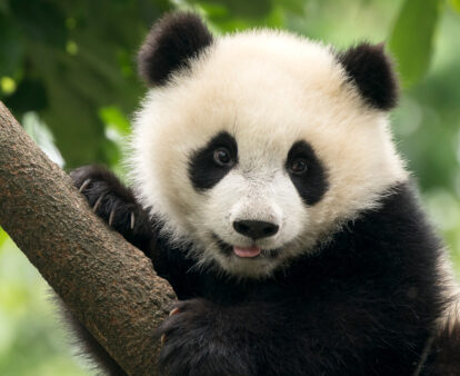 Giant Panda baby cub in Chengdu area, China