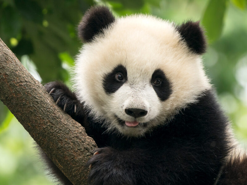 Giant Panda baby cub in Chengdu area, China