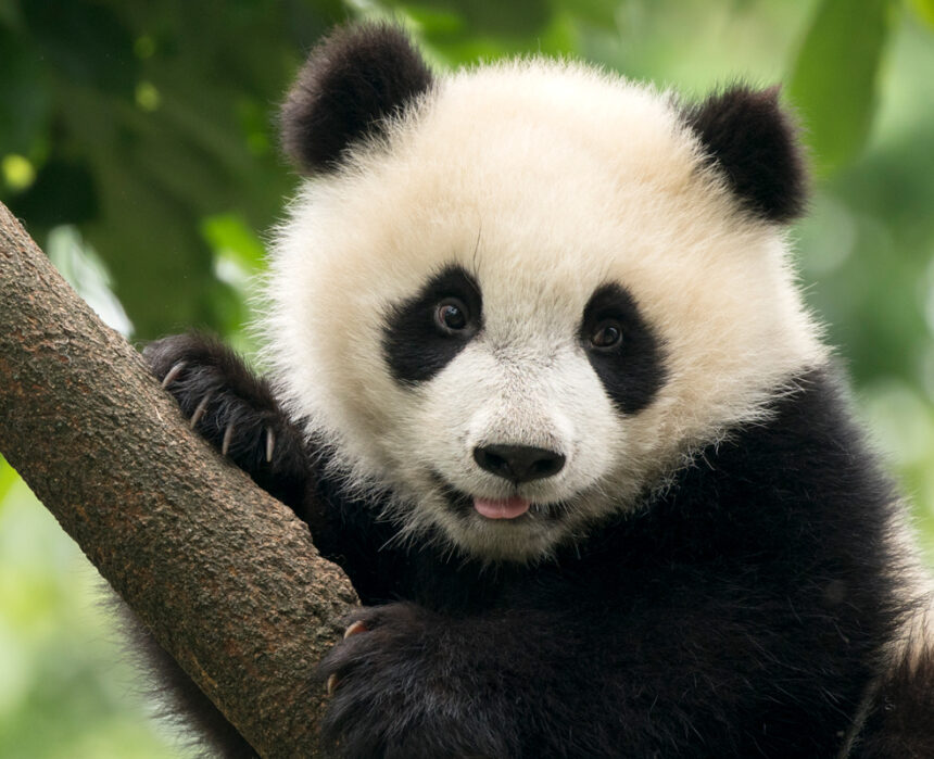 Giant Panda baby cub in Chengdu area, China