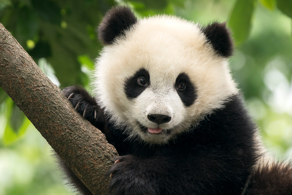 Giant Panda baby cub in Chengdu area, China