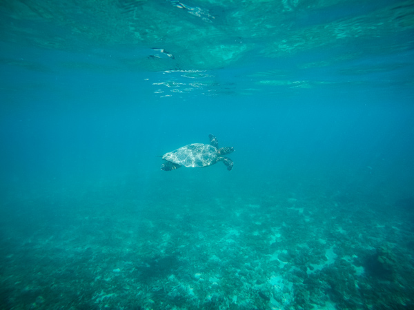 Turtle in the Giant Clam Sanctuary in Samoa