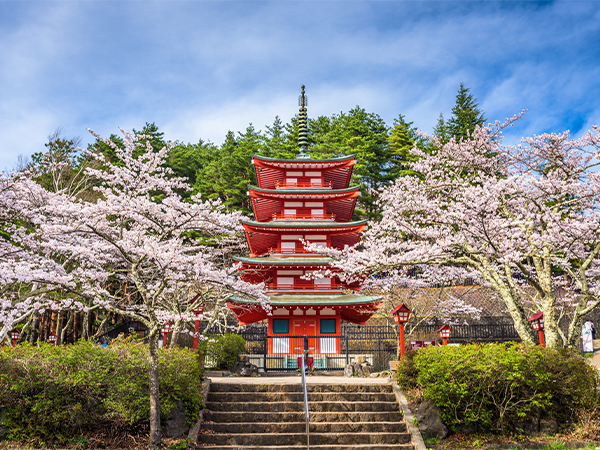 Chureito Pagoda in Arakurayama Sengen Park Cherry Blossom Festival 