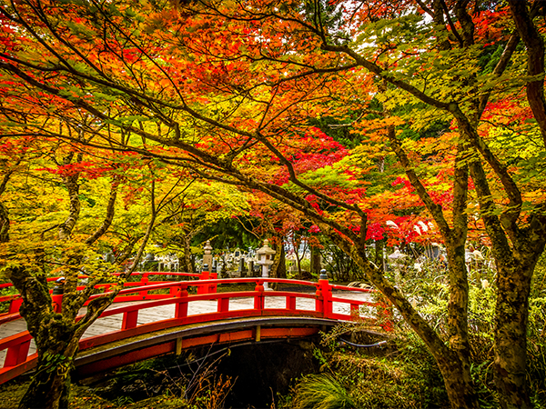 A red bridge in Mount Koya surrounded by autumn leaves
