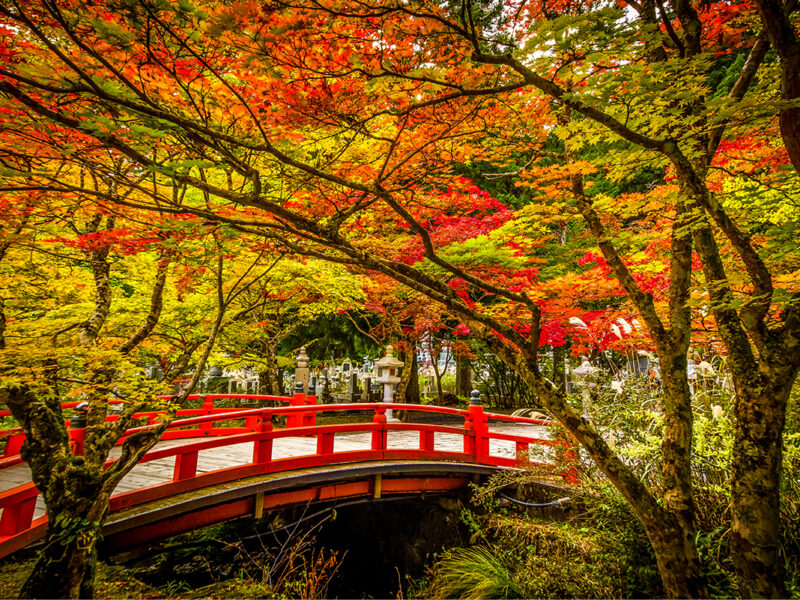 A red bridge in Mount Koya surrounded by autumn leaves
