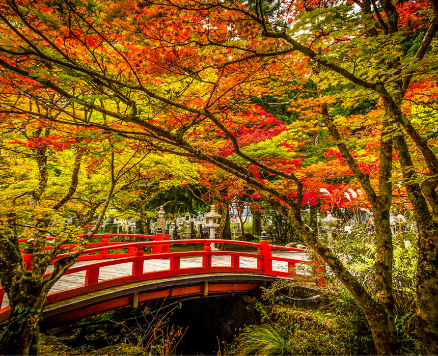 A red bridge in Mount Koya surrounded by autumn leaves