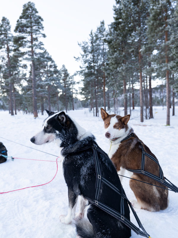 sled dogs in Alta