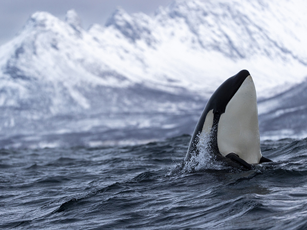 a killer whale inspects the surroundings in Troms&oslash;, Troms and Finnmark county, Norway