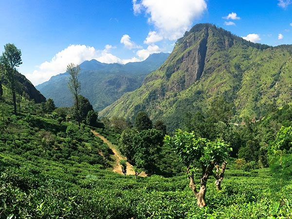 Kandy sri lanka Tea Plantation in the mountains