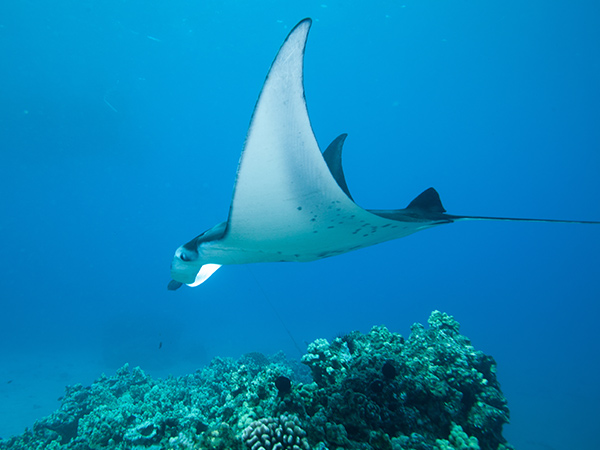 a manta ray of the coast of hawai'i