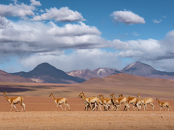 vicuna herd