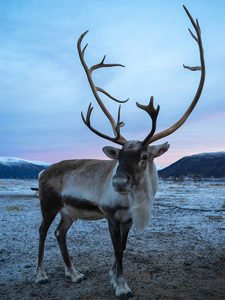 reindeer in tromso