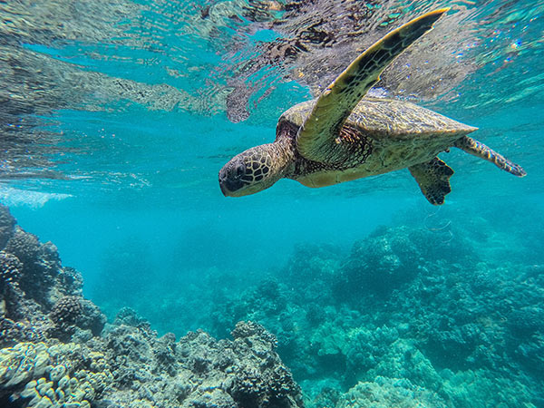 green sea turtle in Hawaii