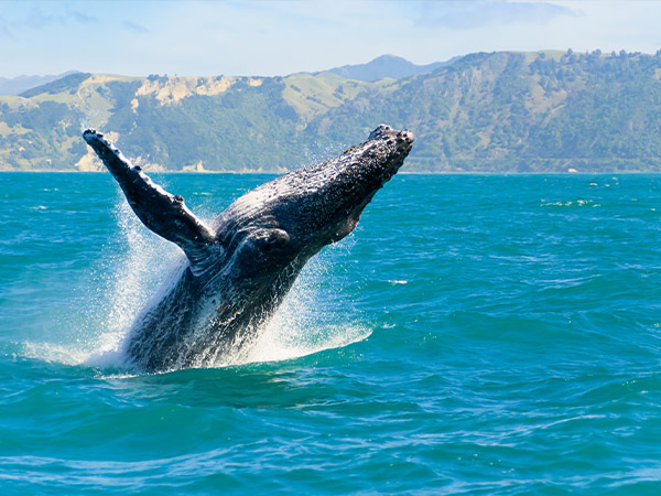humpback whale breaching in hawaii
