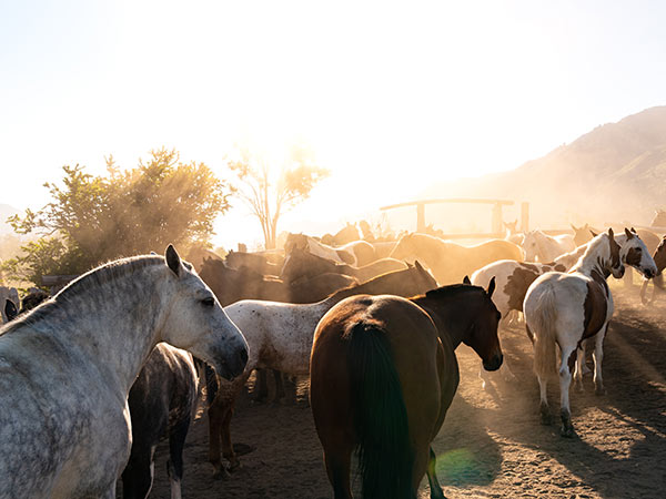 Patagonia horses