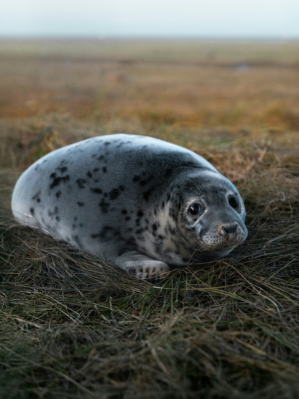grey seals on the Lincolnshire Coast