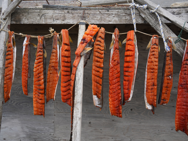 Arctic Char drying outside homes in Gjoa Haven