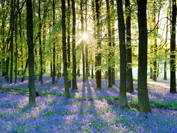 bluebells uk