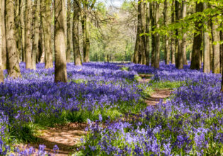 hertfordshire bluebells