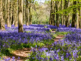 hertfordshire bluebells