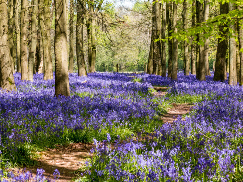 hertfordshire bluebells