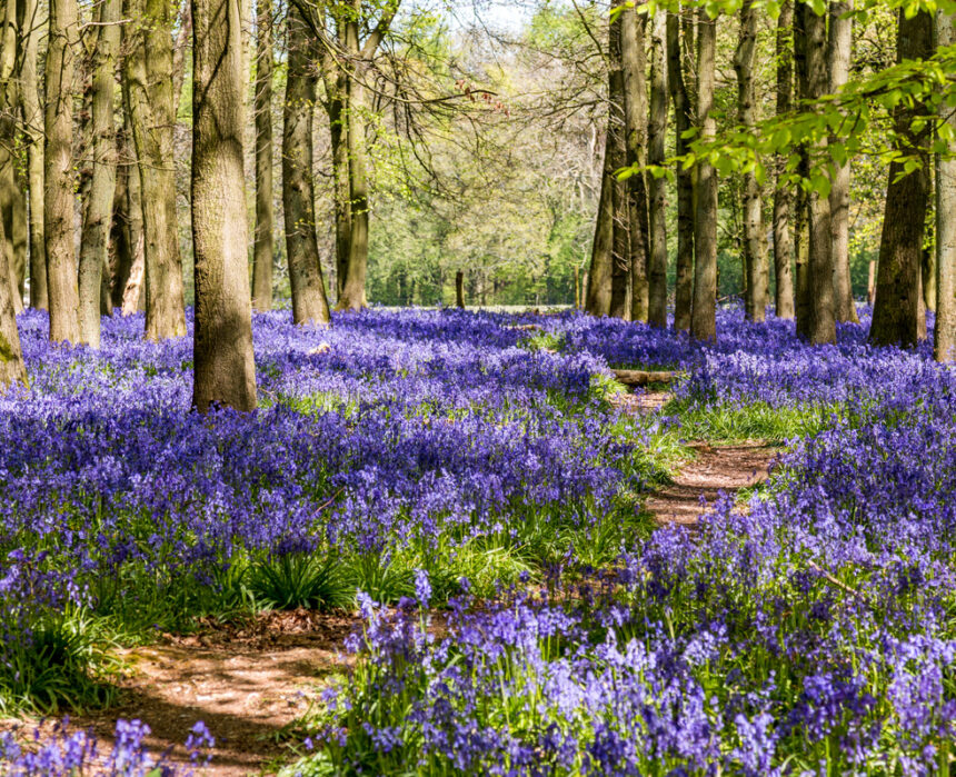 hertfordshire bluebells