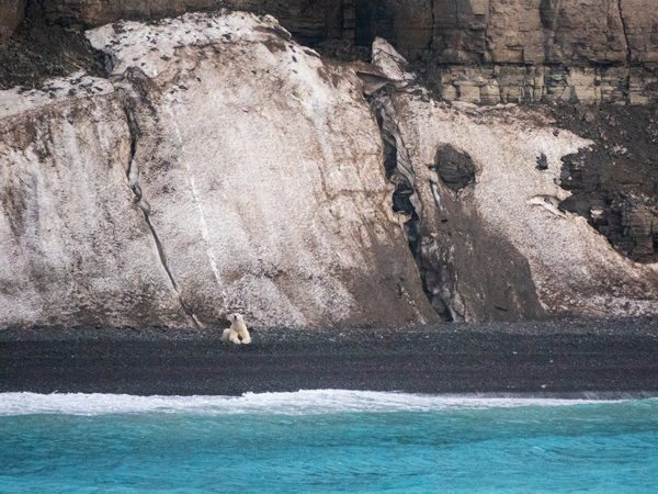Polar Bear in Canada's arctic