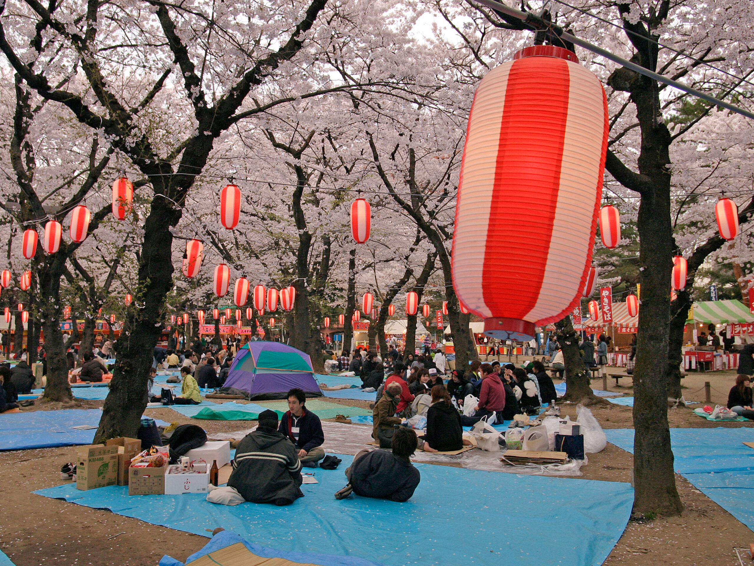 picnic at a cherry blossom festival in Japan