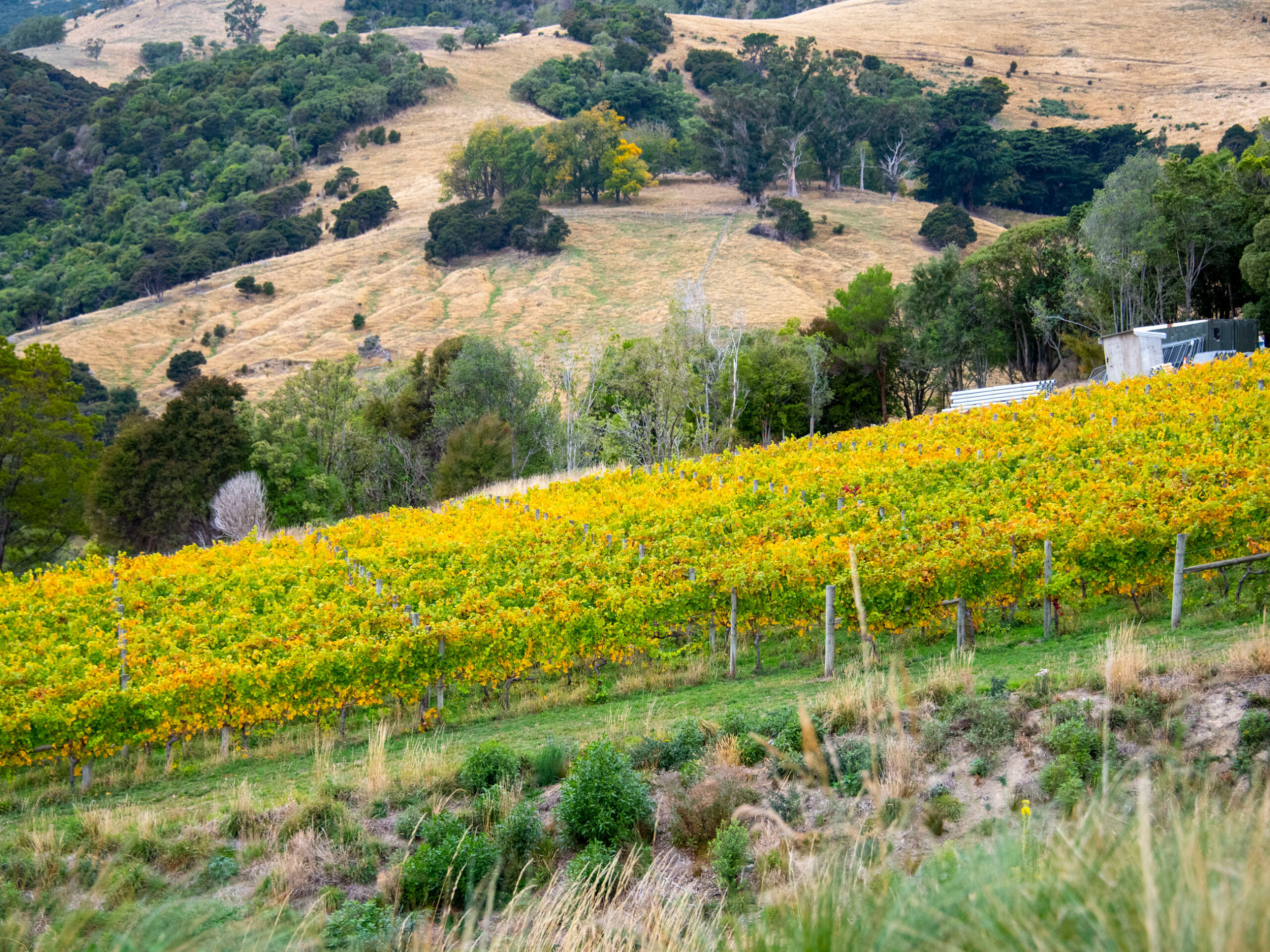 Pinot Noir and Riesling Vineyard in Canterbury