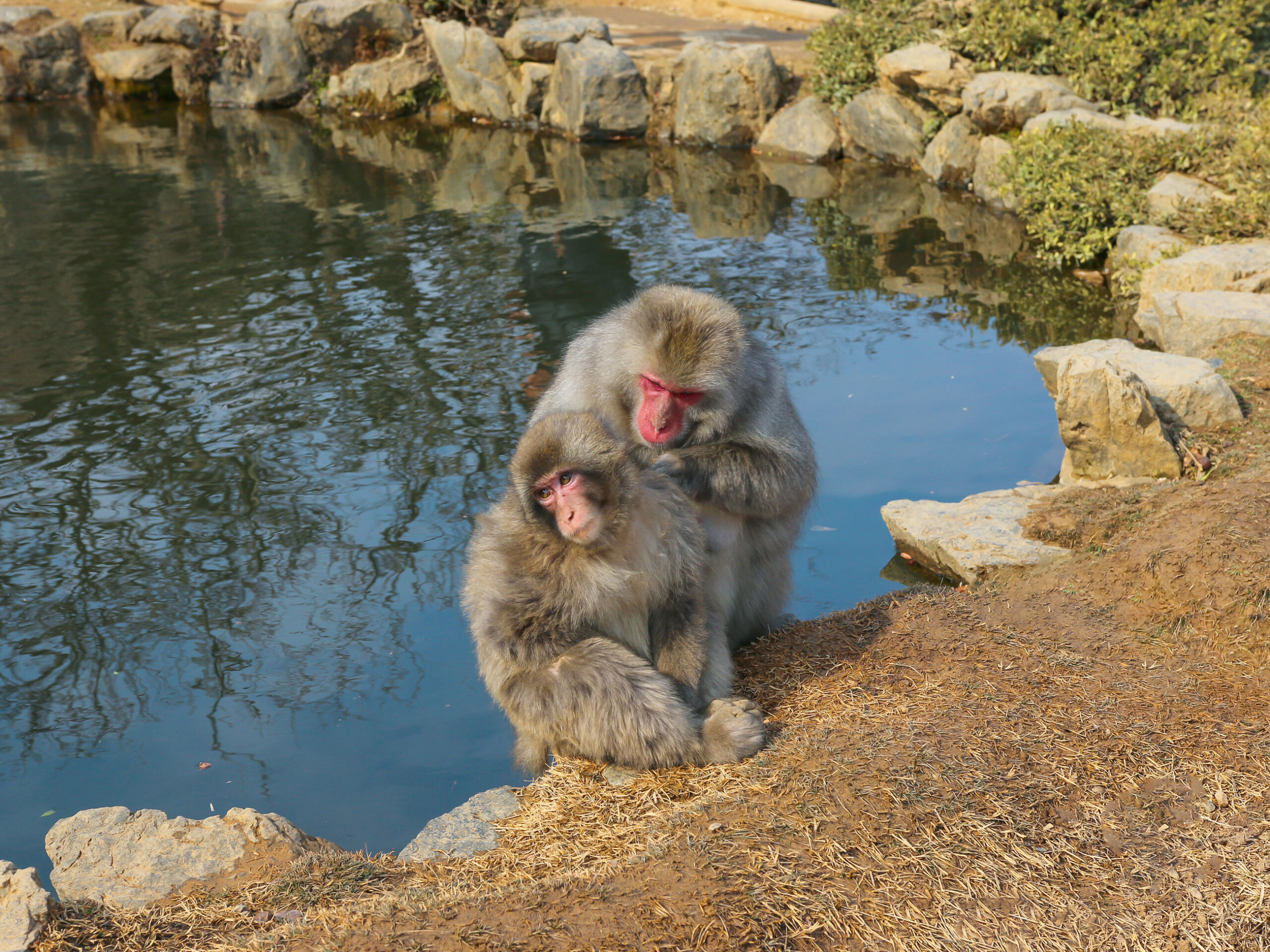 wild monkeys in Arashiyama, Japan
