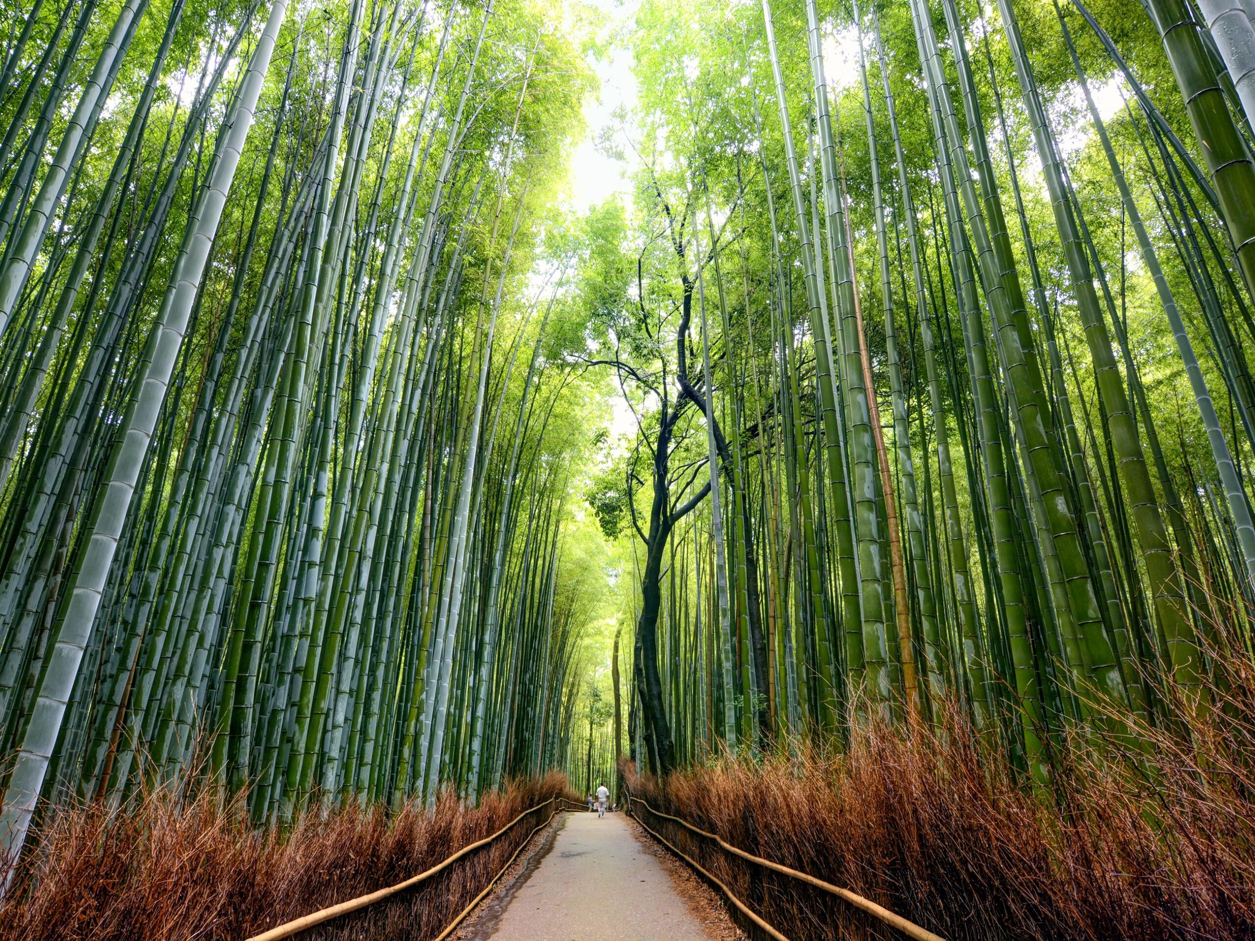 Arashiyama Bamboo Forest in Kyoto, Japan