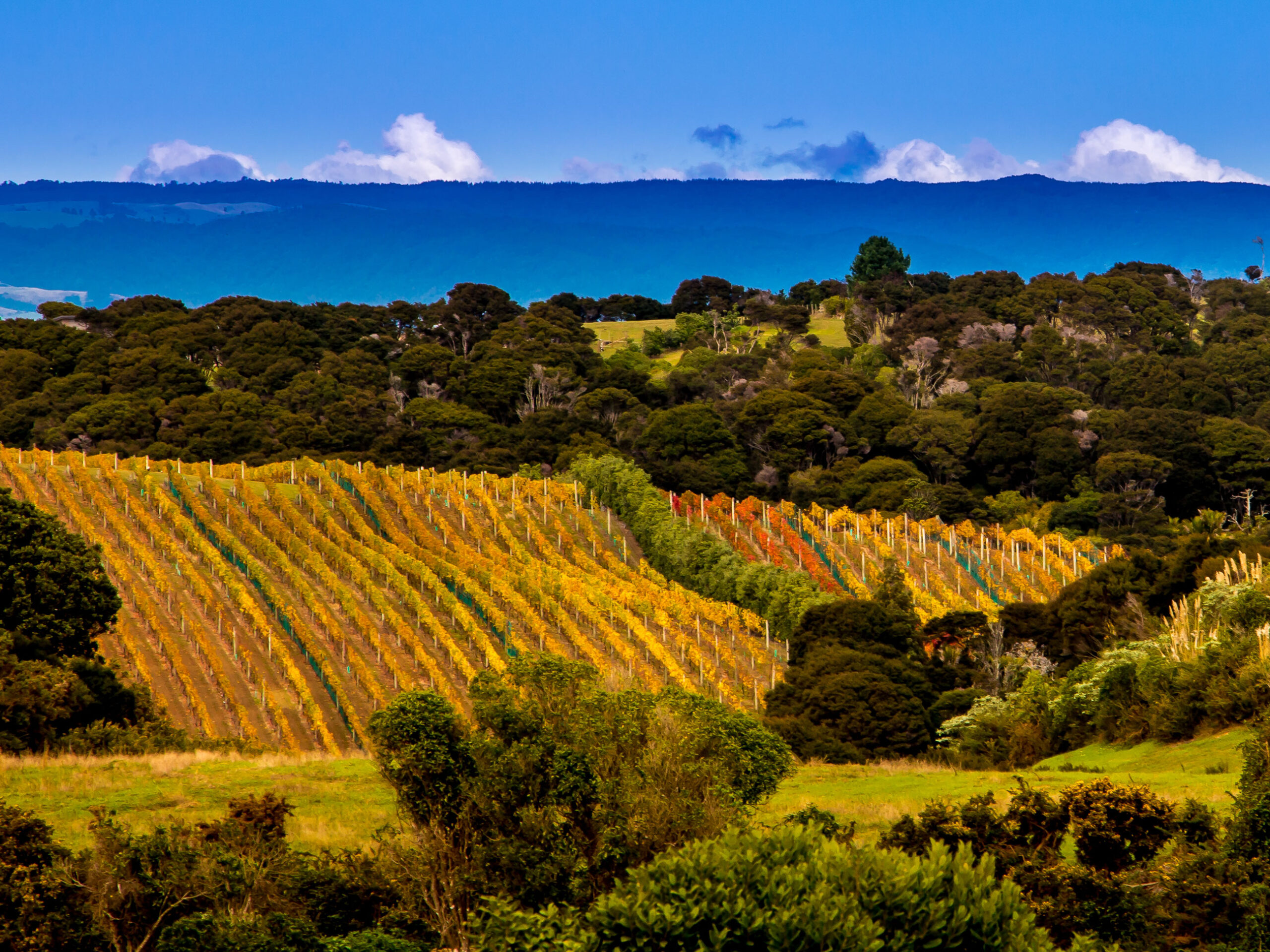 rolling vineyards on Waiheke Island
