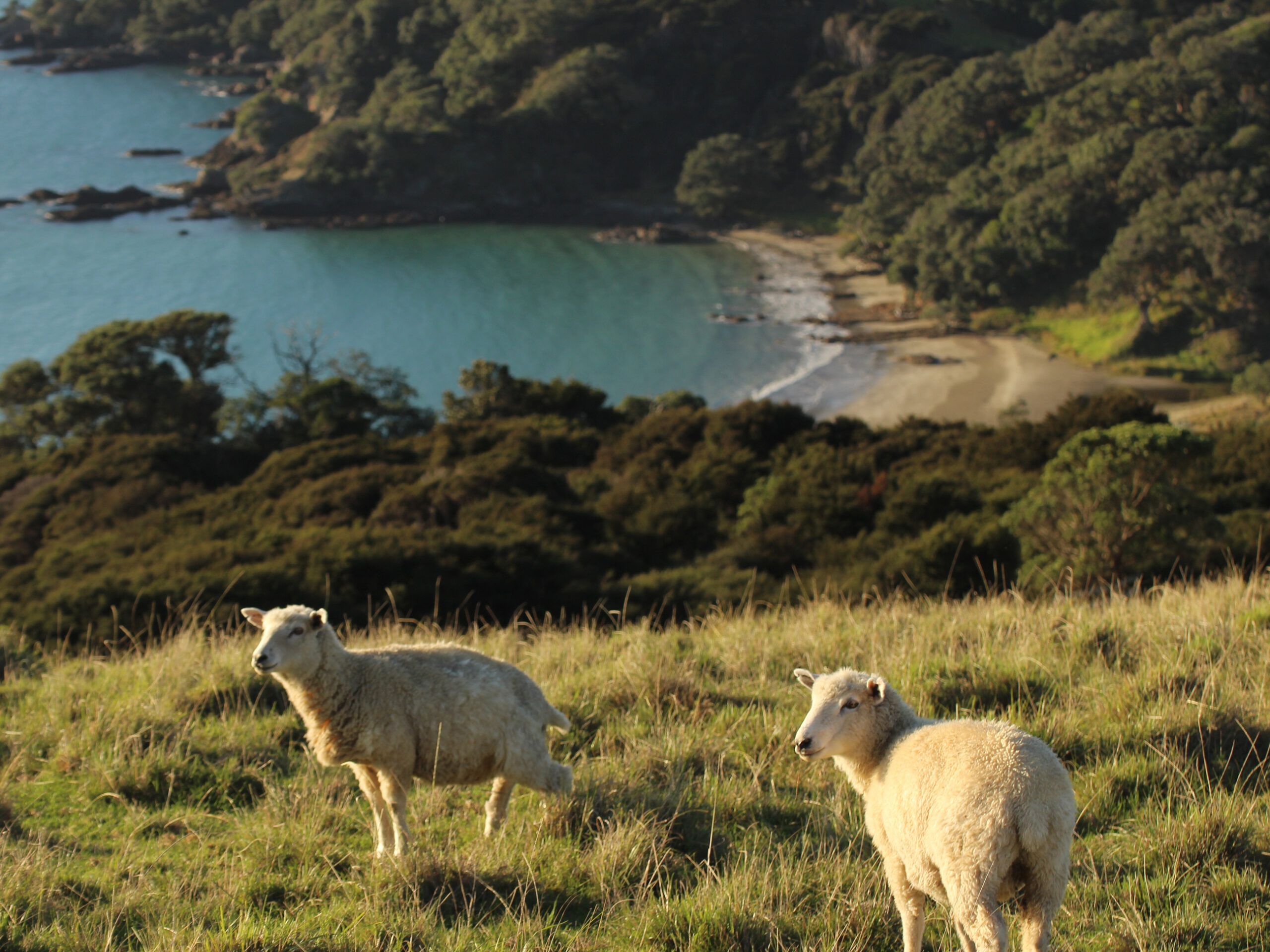 sheep on a hill on Waiheke Island