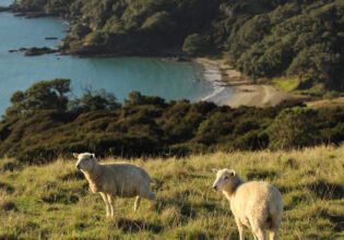 sheep on a hill on Waiheke Island