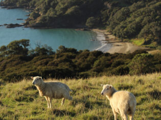 sheep on a hill on Waiheke Island
