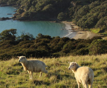 sheep on a hill on Waiheke Island