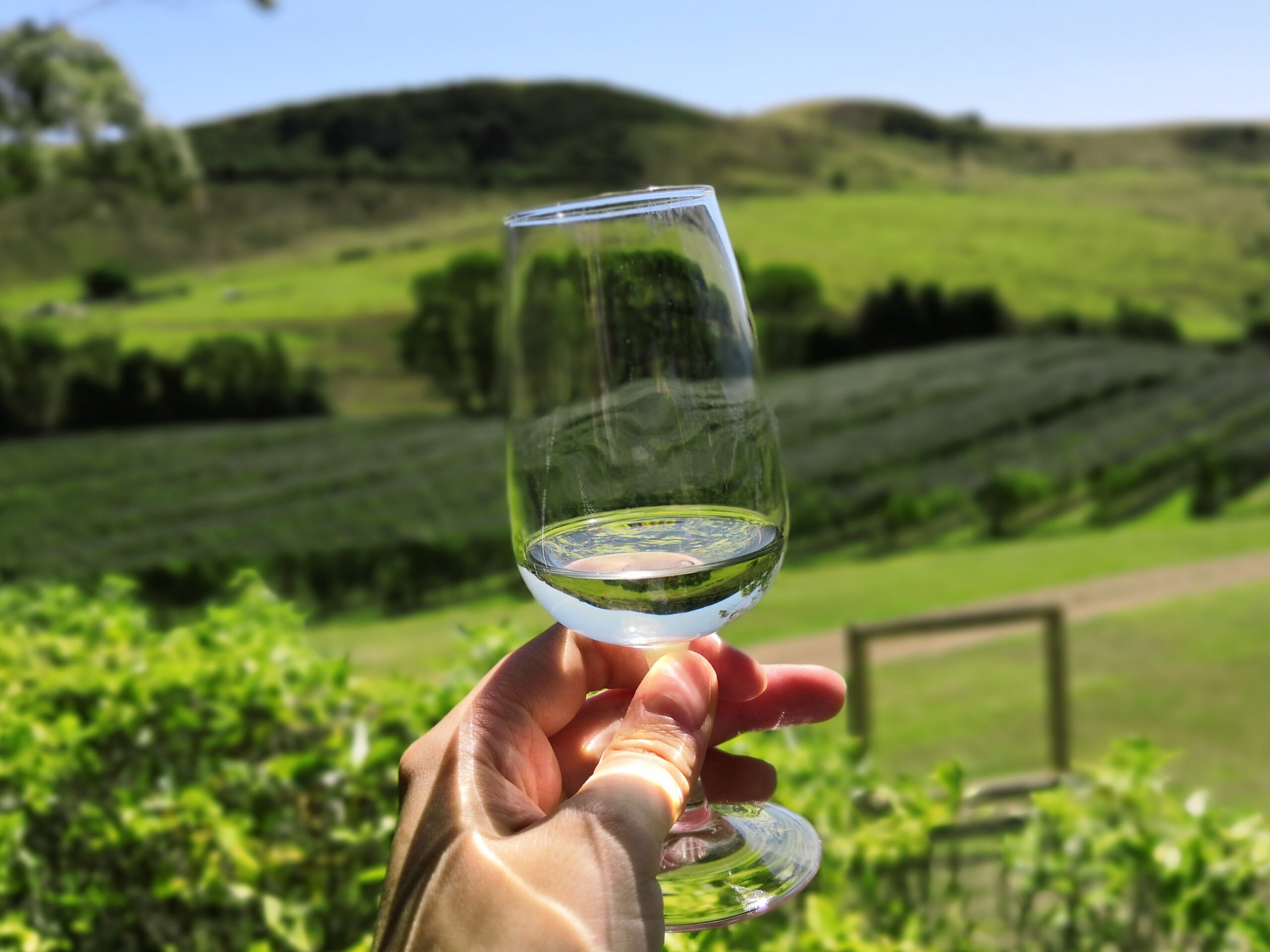 wine tasting on Waiheke Island