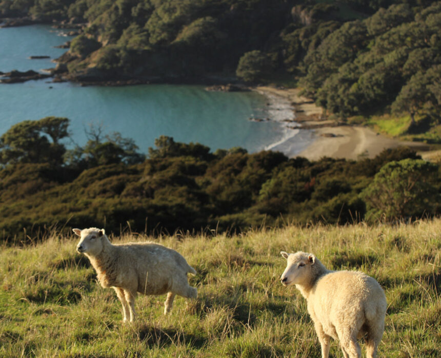 sheep on a hill on Waiheke Island