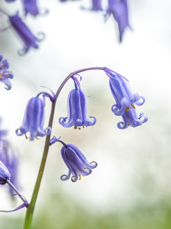 bluebell flower