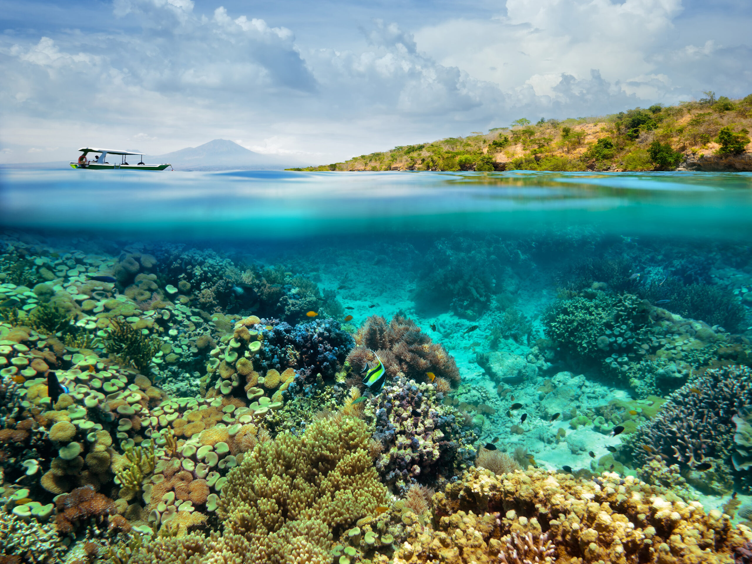 coral reefs on Menjangan Island
