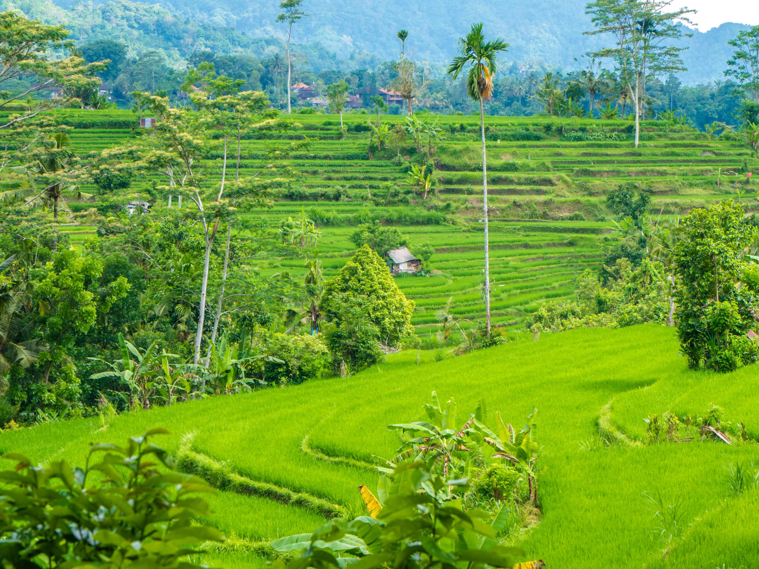 Sidemen Rice Terrace Walks in Bali