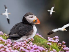 puffin in Shetland scotland