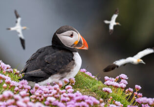 puffin in Shetland scotland