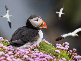 puffin in Shetland scotland