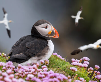 puffin in Shetland scotland